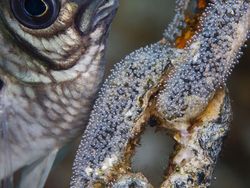 Karya Jawara Underwater Photographs Of The Year 2020 Begitu Memukau