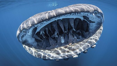 Karya Jawara Underwater Photographs Of The Year 2020 Begitu Memukau