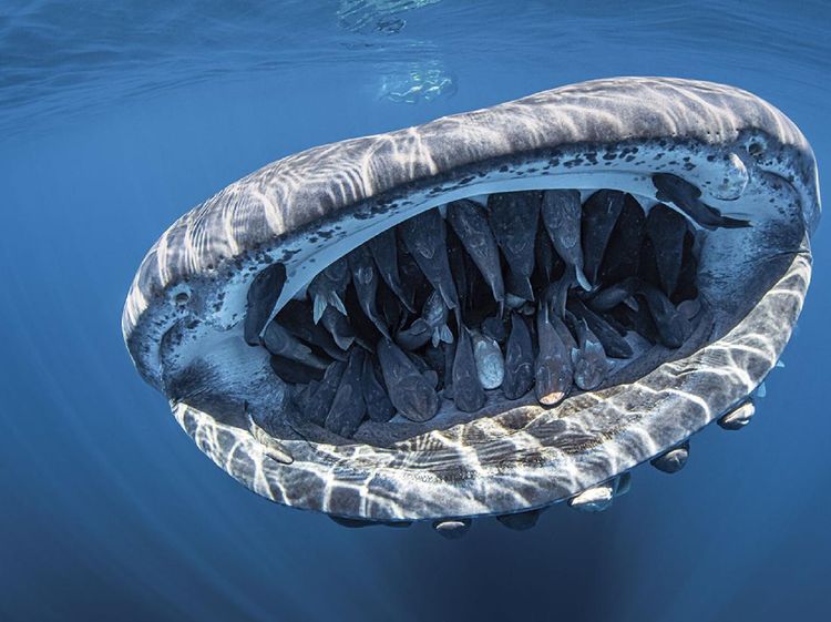 Karya Jawara Underwater Photographs Of The Year 2020 Begitu Memukau