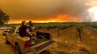 Pabrik anggur di California, Oregon, dan Washington, berhasil selamat dari kebakaran hutan di wilayah California. AP Photo/Noah Berger  