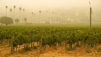Presiden California Association of Winegrape Growers, John Aguirre, menyebut kebakaran hutan di California merupakan satu-satunya bencana terburuk yang pernah dihadapi komunitas penghasil anggur. AP Photo/Eric Risberg  