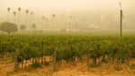 Asap Kebakaran Hutan California Cemari Perkebunan Anggur