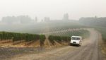 Asap Kebakaran Hutan California Cemari Perkebunan Anggur