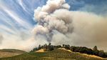 Asap Kebakaran Hutan California Cemari Perkebunan Anggur