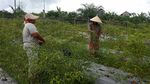 Asyik, Petani Hutan di Jambi Terus Dapat Dukungan
