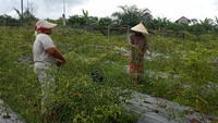 Dua orang petani binaan PT Lestari Asri Jaya (LAJ) yang merupakan anggota Kelompok Tani Hutan (KTH) Wanamitra Lestari memanen sayuran di Desa Napal Putih, Jambi. LAJ terus berkomitmen meningkatkan penghidupan para petani hutan dengan melakukan pembinaan dan mendukung sarana pertanian kepada 265 petani yang tergabung di delapan Kelompok Tani Hutan tersebut. Foto: dok. LAJ