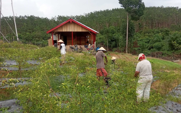 Memperingati Hari Hutan Nasional, petani hutan di Jambi ini terus mendapatkan dukungan dan dijanjikan kehidupan yang lebih layak lagi. Asyik...