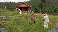 Salah satunya adalah PT Lestari Asri Jaya (LAJ) yang mengorganisir anggota Kelompok Tani Hutan (KTH) Wanamitra Lestari di Desa Napal Putih, Jambi, Kamis (24/9/2020). Mereka berjanji terus memperhatikan kehidupan petani hutan agar dapat hidup lebih layak lagi. Foto: dok. LAJ