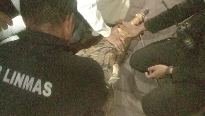 buaya di surabaya