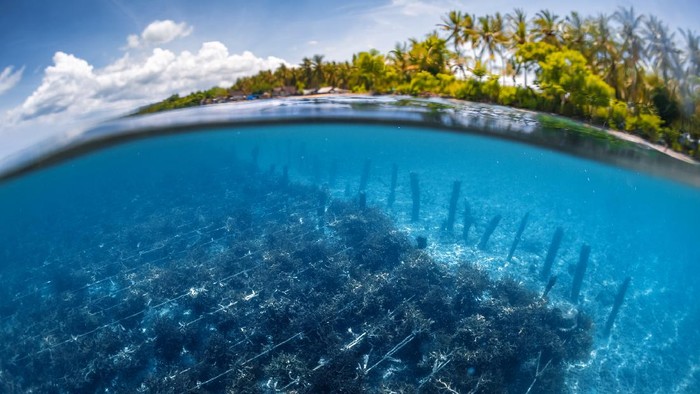 Budidaya rumput laut di Nusa Penida
