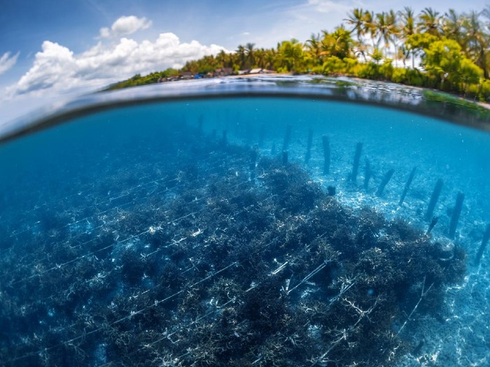 Budidaya rumput laut di Nusa Penida