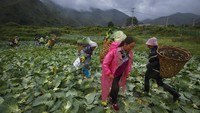 Di tempat baru, para orang tua diberikan pekerjaan di perkebunan dan anak-anak yang sebelumnya berbicara dalam bahasa etnis mereka, Nousu, diharuskan belajar di sekolah dalam bahasa Mandarin atau bahasa resmi China. AP Photo/Andy Wong  