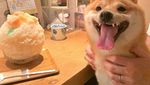 Gemas! Anjing Shiba Inu Ini Selalu Senyum Jika Lihat Makanan