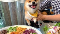 Ajak penggemarnya untuk makan sehat, Uni berpose ceria di depan pasta dikelilingi dengan aneka salad sayur yang penuh warna. Foto: Instagram @shiba_uni_20190107
