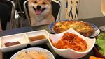 Lucunya! Anjing Shiba Inu yang Paling Jago Berpose di Depan Makanan