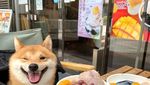 Lucunya! Anjing Shiba Inu yang Paling Jago Berpose di Depan Makanan