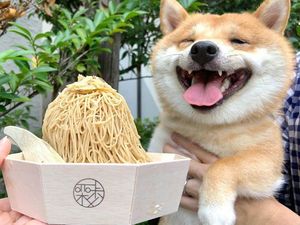 Gemas! Anjing Shiba Inu Ini Selalu Senyum Jika Lihat Makanan