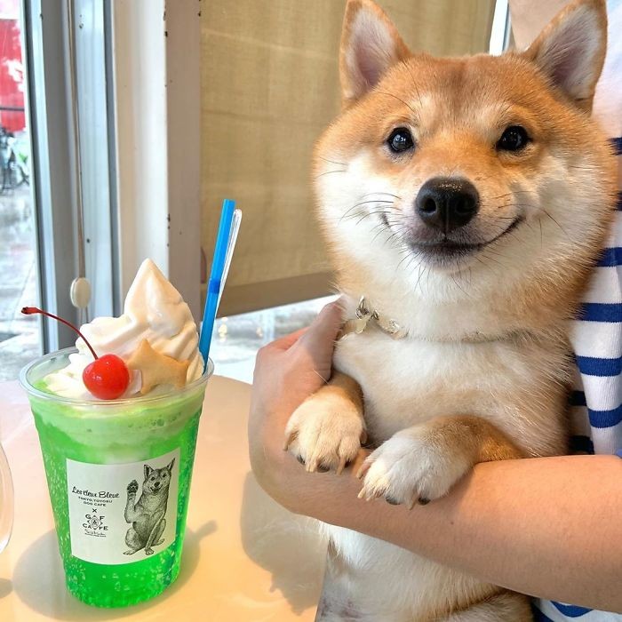 Gemas! Anjing Shiba Inu Ini Selalu Senyum Jika Lihat Makanan Gemas! Anjing Shiba Inu Ini Selalu Senyum Jika Lihat Makanan