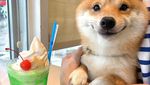 Lucunya! Anjing Shiba Inu yang Paling Jago Berpose di Depan Makanan