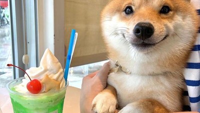 Lucunya! Anjing Shiba Inu yang Paling Jago Berpose di Depan Makanan