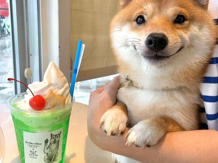 Lucunya! Anjing Shiba Inu yang Paling Jago Berpose di Depan Makanan