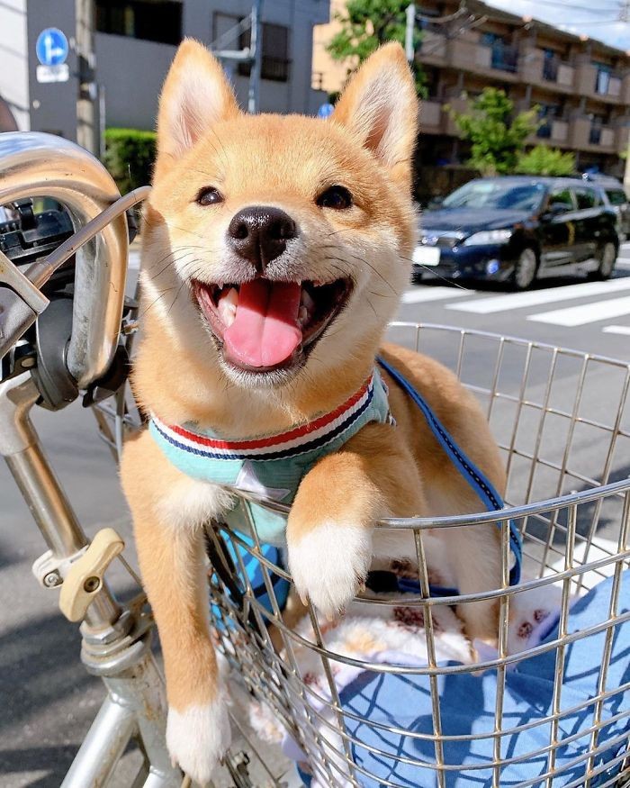 Gemas! Anjing Shiba Inu Ini Selalu Senyum Jika Lihat Makanan Gemas! Anjing Shiba Inu Ini Selalu Senyum Jika Lihat Makanan