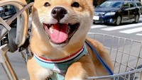 Mirip seperti selebgram, anjing jenis Shiba Inu bernama Uni asal Tokyo ini digandrungi banyak penggemar. Lewat akun Instagramnya, sang pemilik rajin mengunggah berbagai pose imut Uni saat sedang jalan-jalan sampai makan di restoran. Foto: Instagram @shiba_uni_20190107