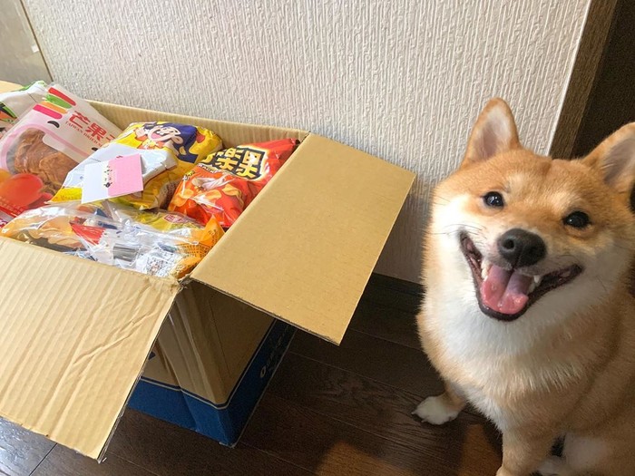 Gemas! Anjing Shiba Inu Ini Selalu Senyum Jika Lihat Makanan Gemas! Anjing Shiba Inu Ini Selalu Senyum Jika Lihat Makanan