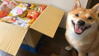 Kalau ini pose bahagia Uni setelah mendapatkan kiriman paket berisi aneka camilan. Mulai dari keripik sampai biskuit.  Foto: Instagram @shiba_uni_20190107