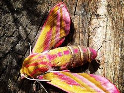 Deretan Foto Kejadian di Alam yang Mencengangkan