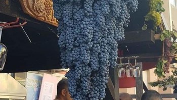 Tandan anggur ini bukan hiasan loh. Foto: Bored Panda