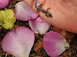 Deretan Foto Kejadian di Alam yang Mencengangkan