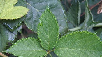Embun di daun blackberry. Foto: Bored Panda