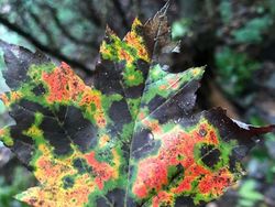 Deretan Foto Kejadian di Alam yang Mencengangkan