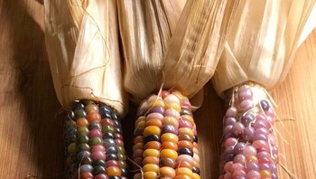 Jagung wara-warni. Foto: Bored Panda