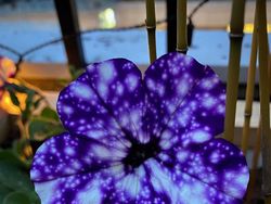 Deretan Foto Kejadian di Alam yang Mencengangkan