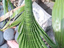 Deretan Foto Kejadian di Alam yang Mencengangkan