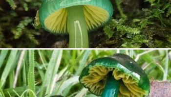 Jamur Parrot Waxcap yang tumbuh di seluruh Eropa Utara Foto: Bored Panda