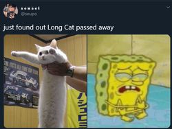 Meme Mengharukan Kenang Kucing Longcat
