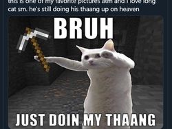 Meme Mengharukan Kenang Kucing Longcat