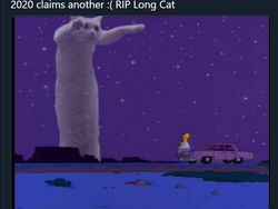 Meme Mengharukan Kenang Kucing Longcat