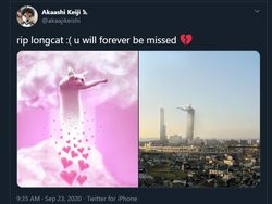 Meme Mengharukan Kenang Kucing Longcat