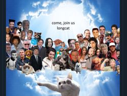 Meme Mengharukan Kenang Kucing Longcat