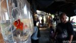 Pedagang Ikan Hias Raup Cuan di Tengah Pandemi