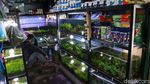 Pedagang Ikan Hias Raup Cuan di Tengah Pandemi