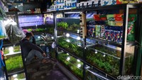 Selain itu, kita bisa membeli peralatan ikan hias, seperti akuarium, filter, aksesoris dan lainnya.