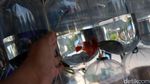 Pedagang Ikan Hias Raup Cuan di Tengah Pandemi