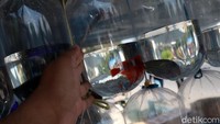 Ikan hias banyak diburu warga yang berkegiatan di rumah selama pandemi COVID-19.