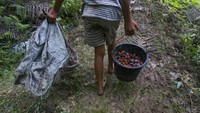 Seorang pekerja membawa ember berisi buah-buah sawit yang berhasil dikumpulkan. Sejumlah buruh juga mengatakan bila seorang pekerja gagal memenuhi kuota yang sangat tinggi upah mereka pun akan dikurangi. Gaji yang tak cukup untuk memenuhi kebutuhan hidup sehari-hari memaksa anggota keluarga yang lain turut masuk ke ladang perkebunan untuk menjadi buruh. AP Photo/Binsar Bakkara.