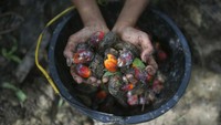 Upaya untuk memberikan perlindungan bagi para buruh pun diketahui terus dilakukan oleh para aktivis, akademisi hingga tokoh masyarakat. AP Photo/Binsar Bakkara.